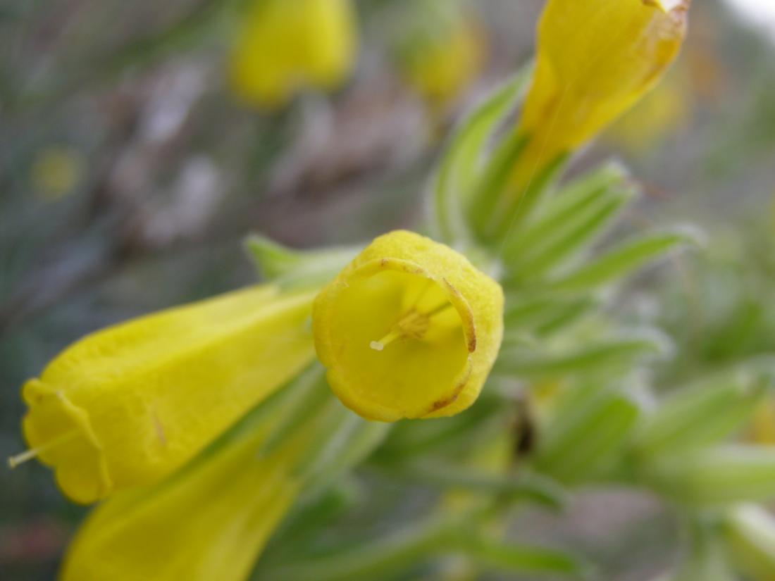 Image of Onosma taurica specimen.