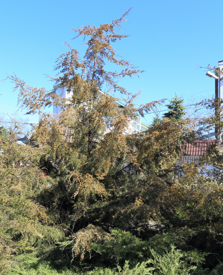 Image of Juniperus virginiana specimen.