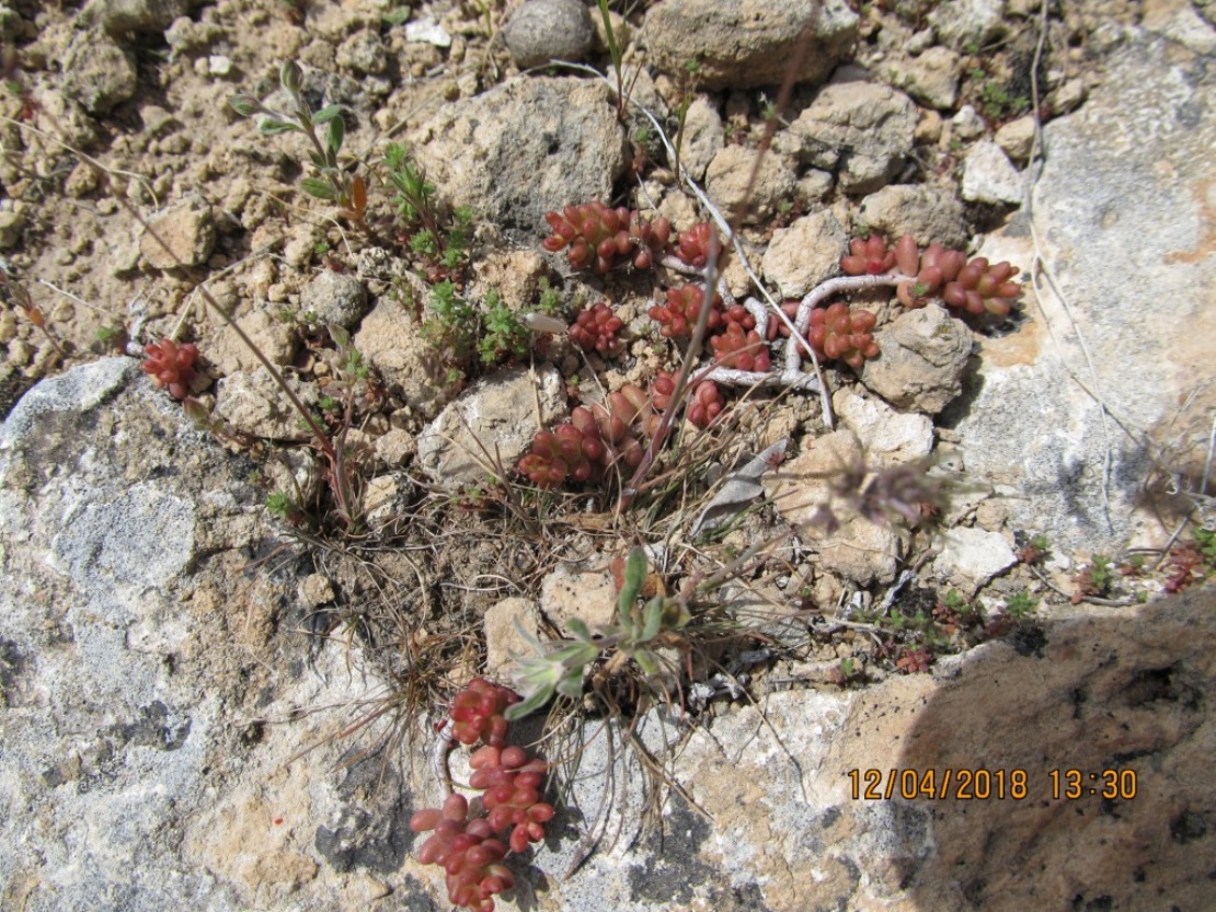 Image of Sedum album specimen.