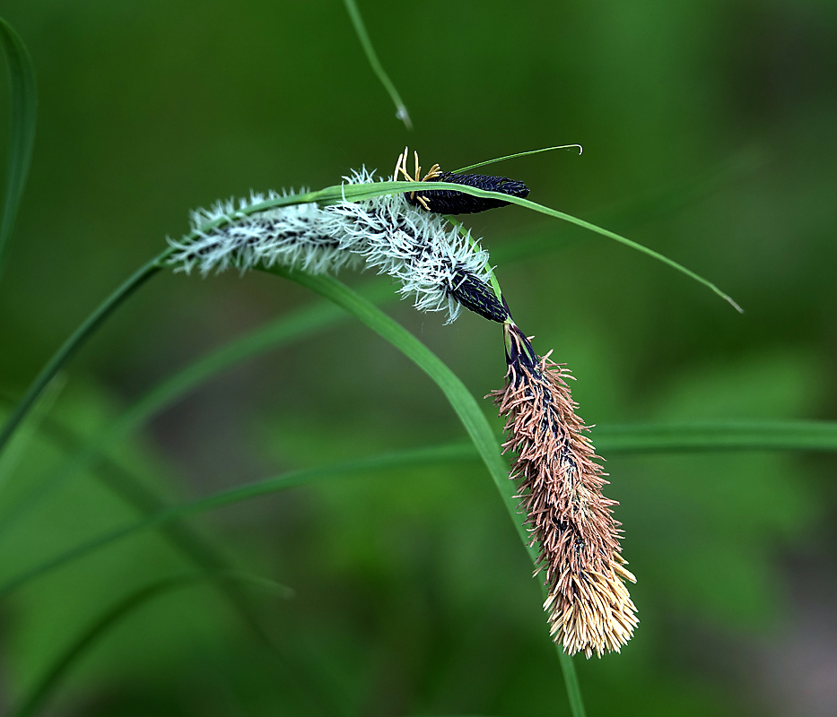 Image of Carex acuta specimen.