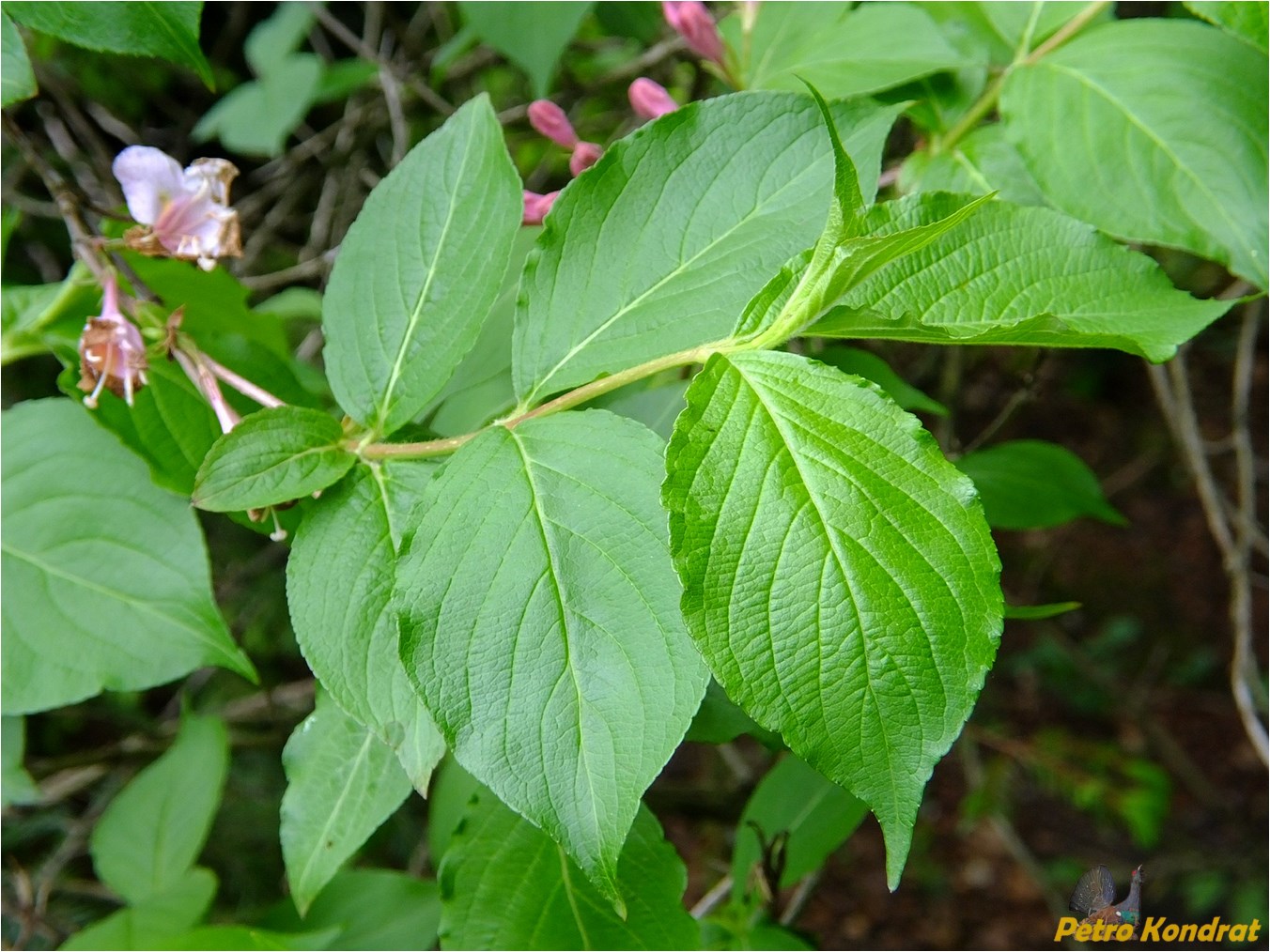 Изображение особи род Weigela.