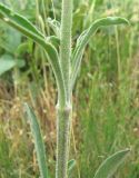 Silene densiflora. Часть побега (стебель клейкий). Дагестан, Кумторкалинский р-н, хр. Нарат-Тюбе, каменистое место. 10.05.2018.