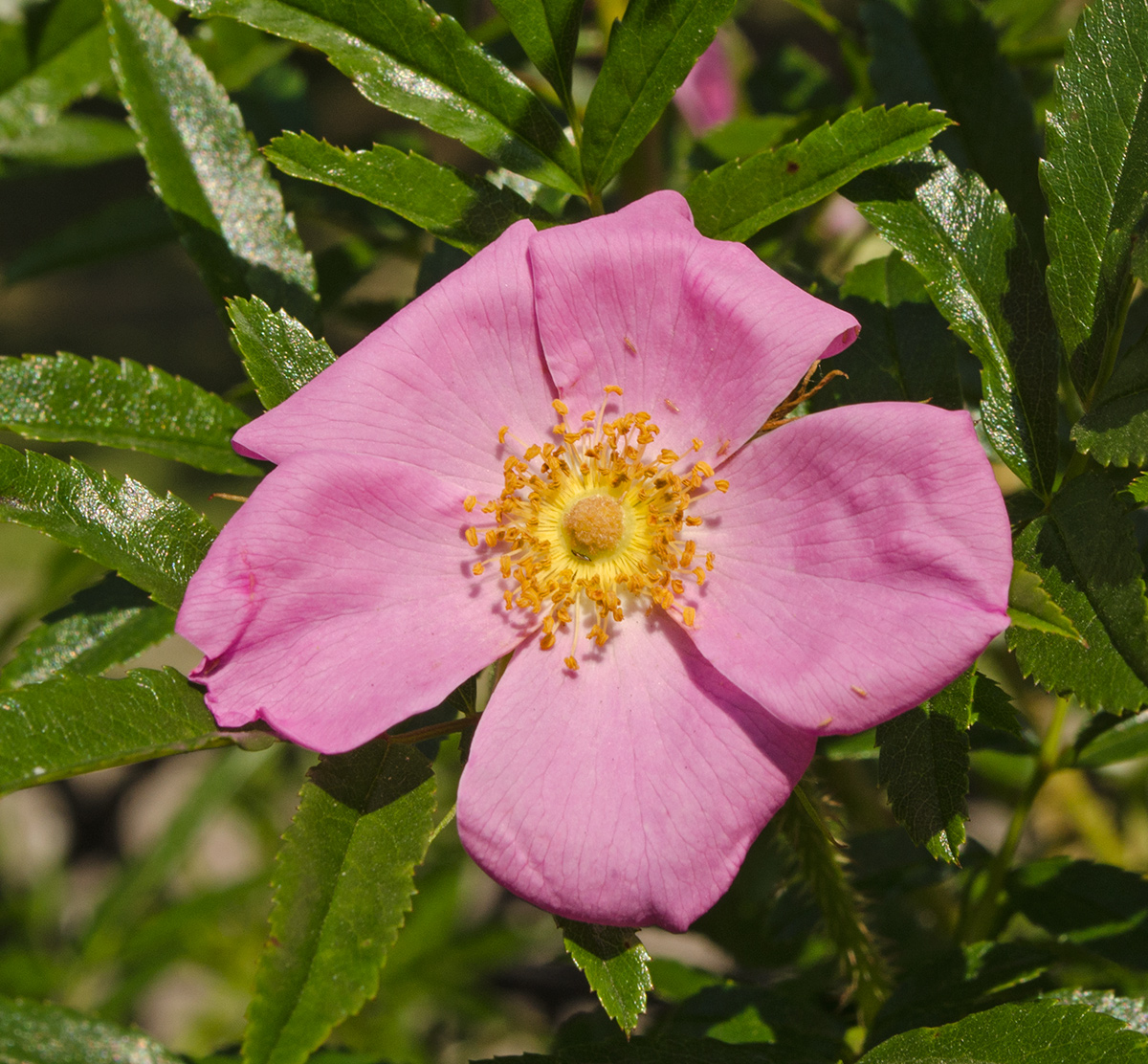 Image of genus Rosa specimen.