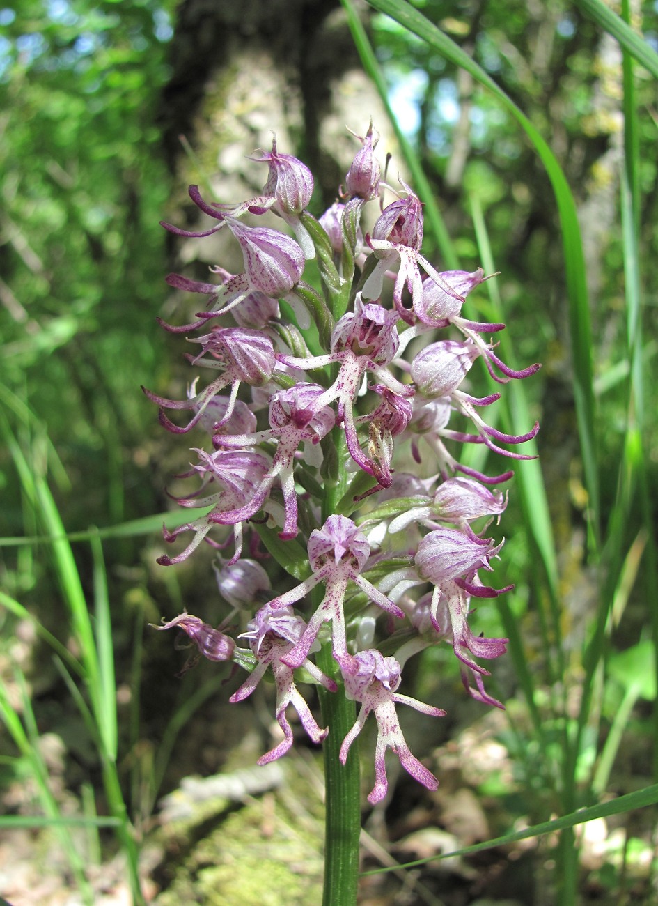 Image of Orchis &times; angusticruris nothosubsp. transcaucasica specimen.