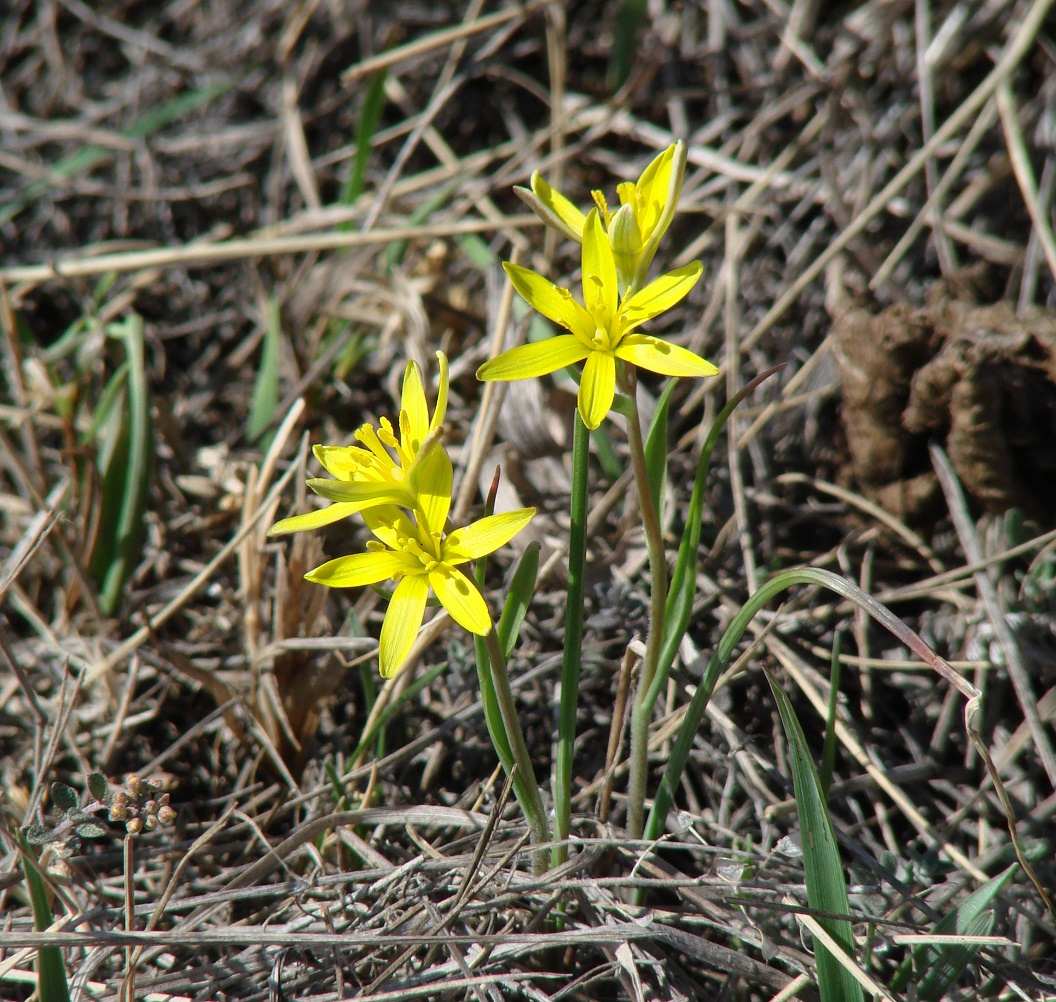 Изображение особи Gagea pauciflora.