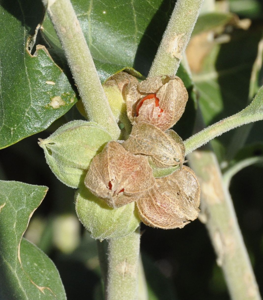 Image of Withania somnifera specimen.