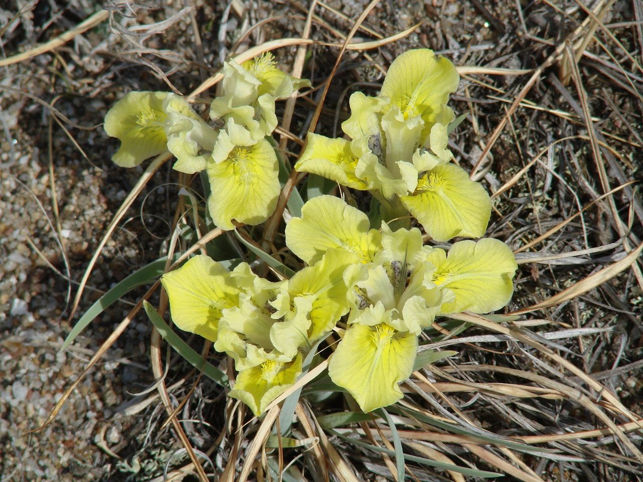 Изображение особи Iris potaninii.