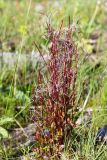 Epilobium hornemannii