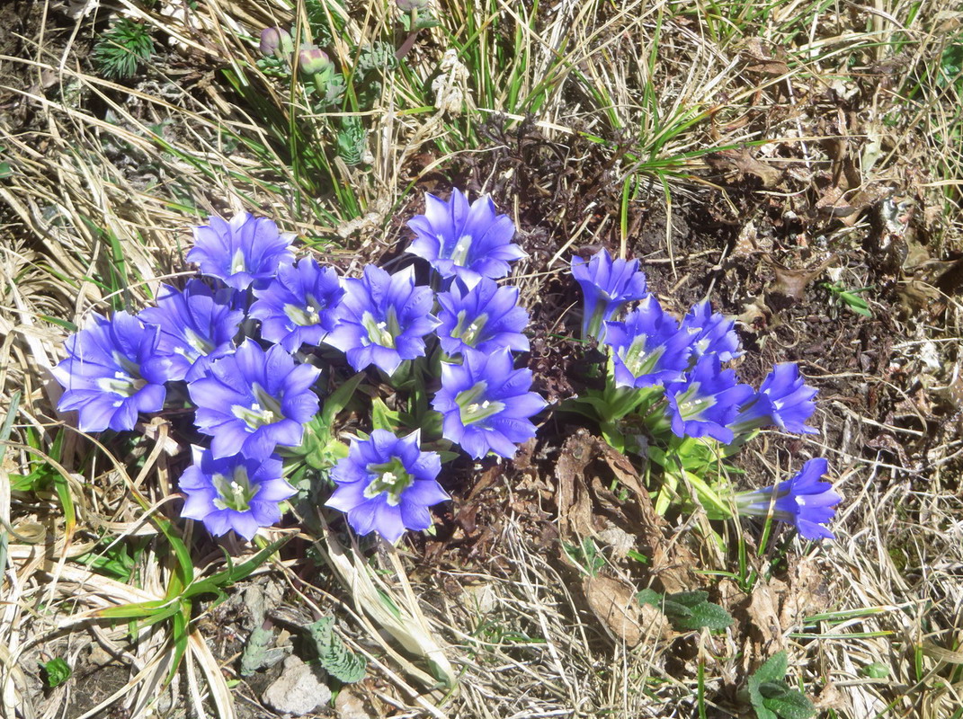 Изображение особи Gentiana grandiflora.