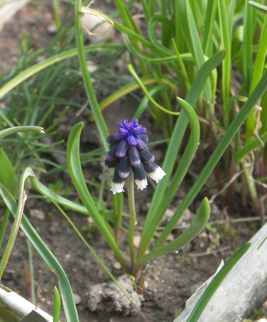 Image of Muscari discolor specimen.