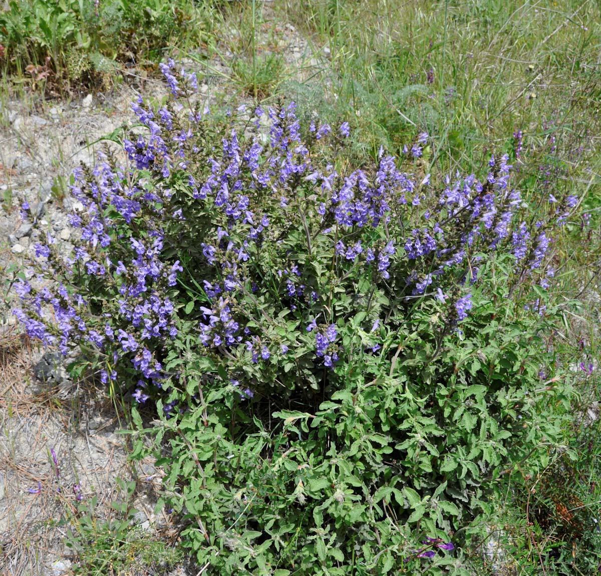 Image of Salvia fruticosa specimen.