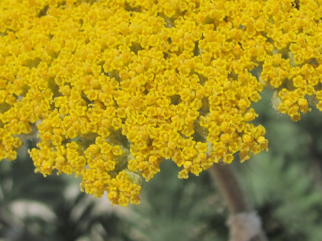 Image of Achillea filipendulina specimen.