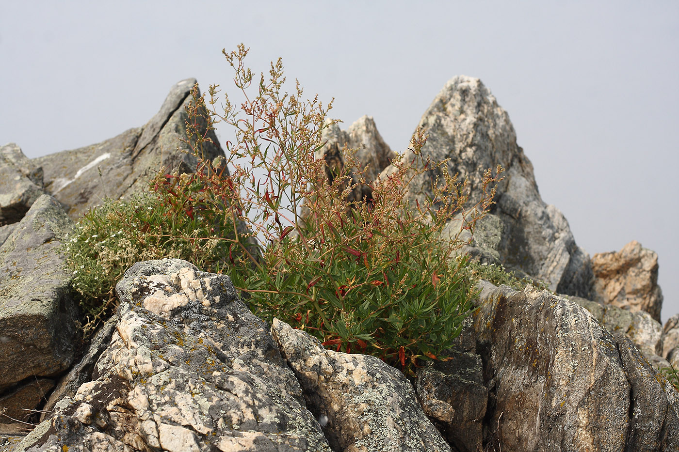 Изображение особи Aconogonon angustifolium.