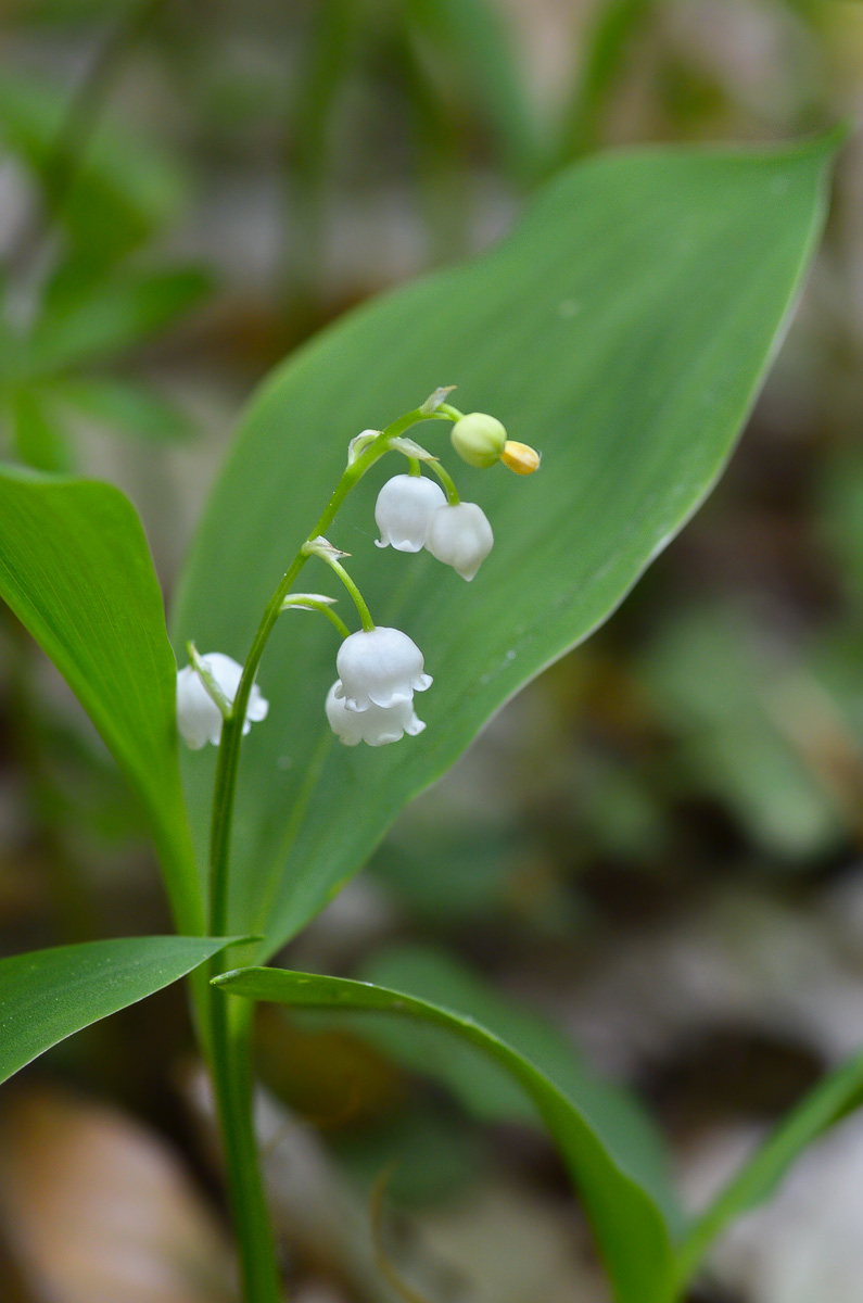 Изображение особи Convallaria majalis.