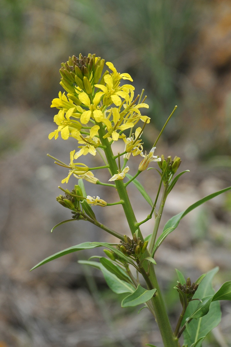 Image of Sisymbrium brassiciforme specimen.