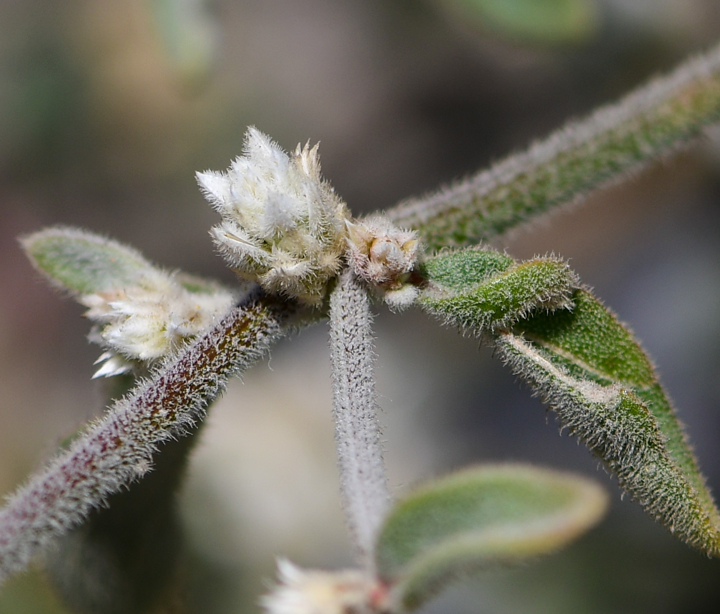 Image of Alternanthera halimifolia specimen.