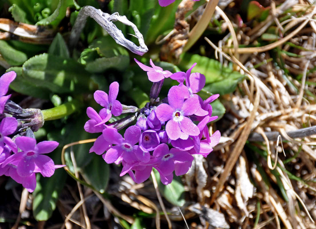 Image of Primula nivalis specimen.