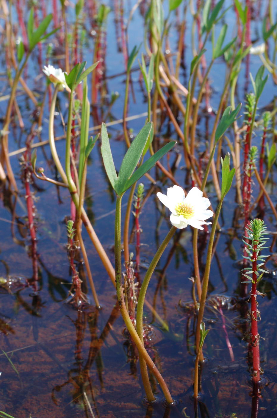 Image of Ranunculus pallasii specimen.