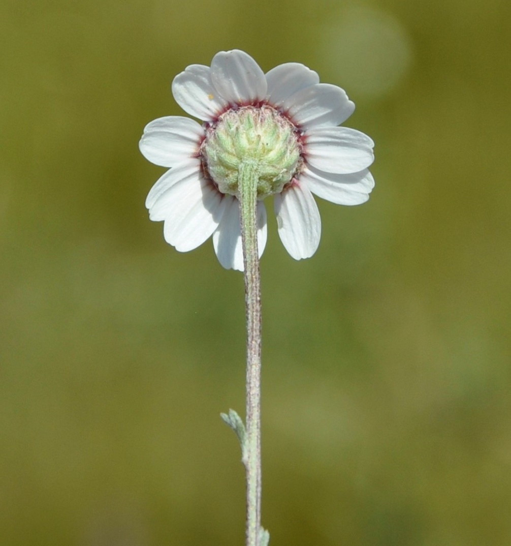 Image of Anthemis tricolor specimen.