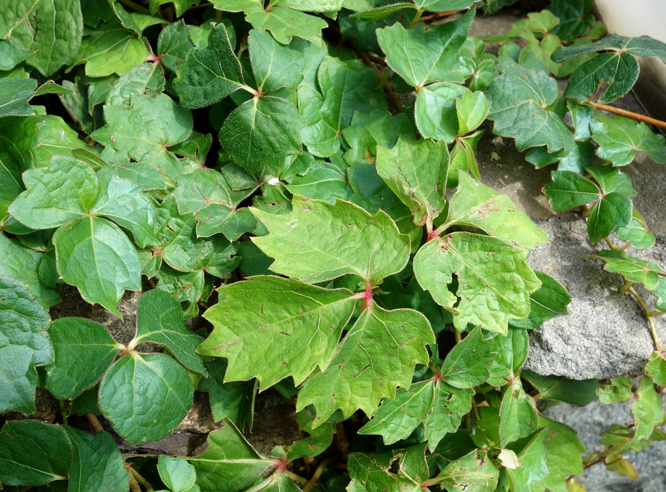 Image of Parthenocissus tricuspidata specimen.