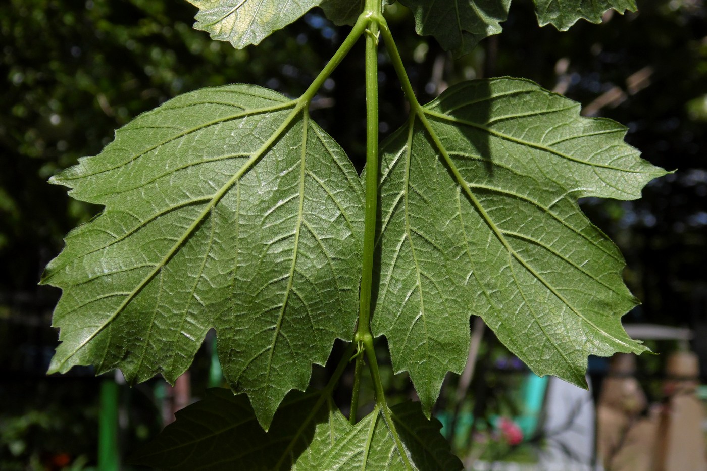 Image of Viburnum opulus f. roseum specimen.