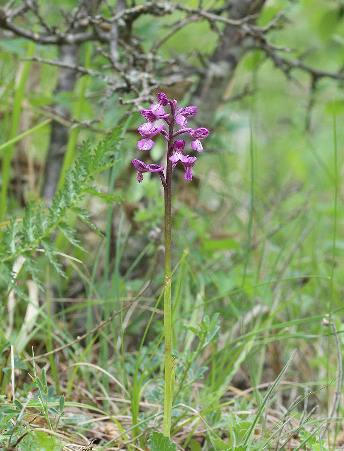 Image of Anacamptis morio ssp. caucasica specimen.