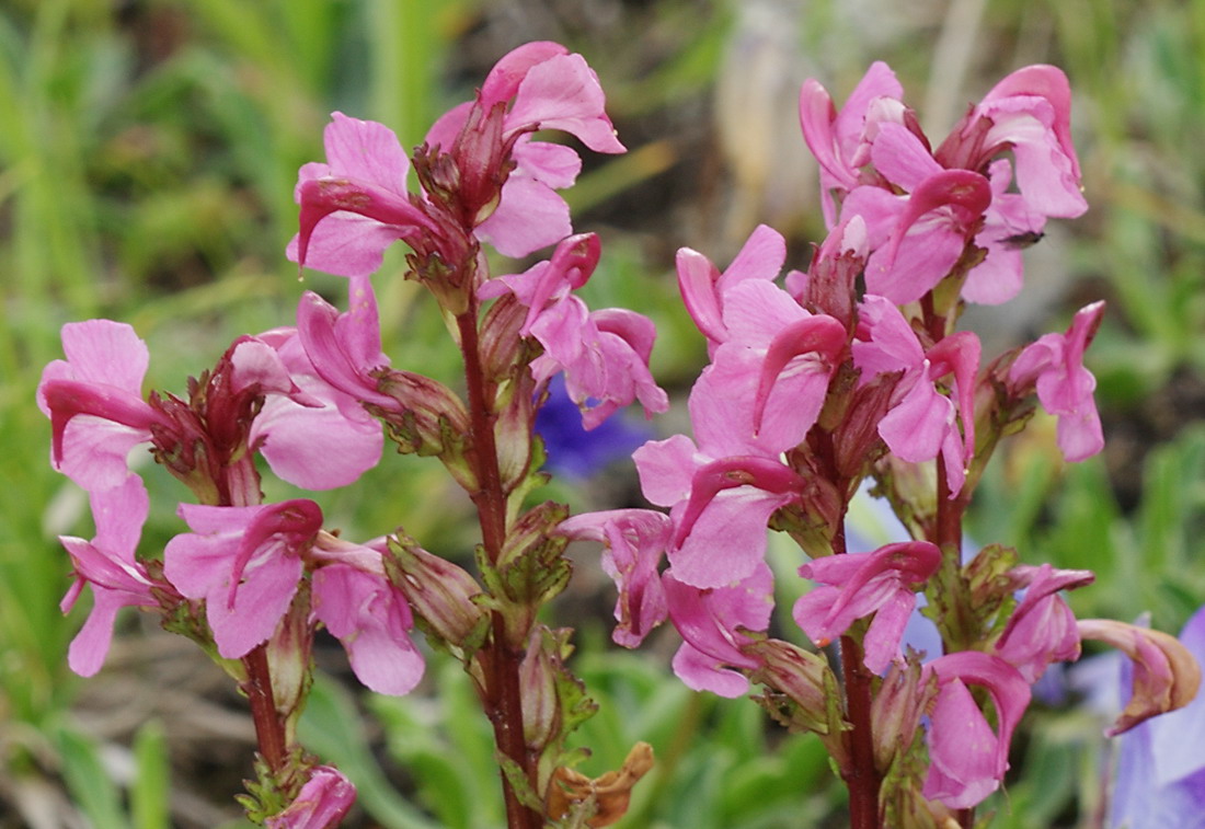 Image of Pedicularis nordmanniana specimen.