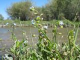 Myosotis cespitosa. Верхушка цветущего и плодоносящего растения. Казахстан, вост. окраина г. Тараз, пойма р. Талас, берег острова. 18 июня 2020 г.