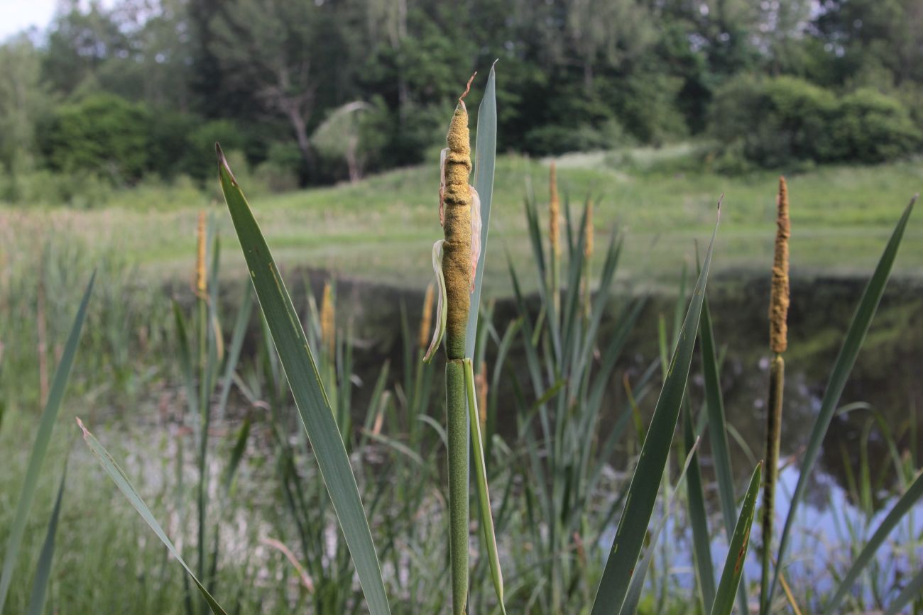 Изображение особи Typha latifolia.