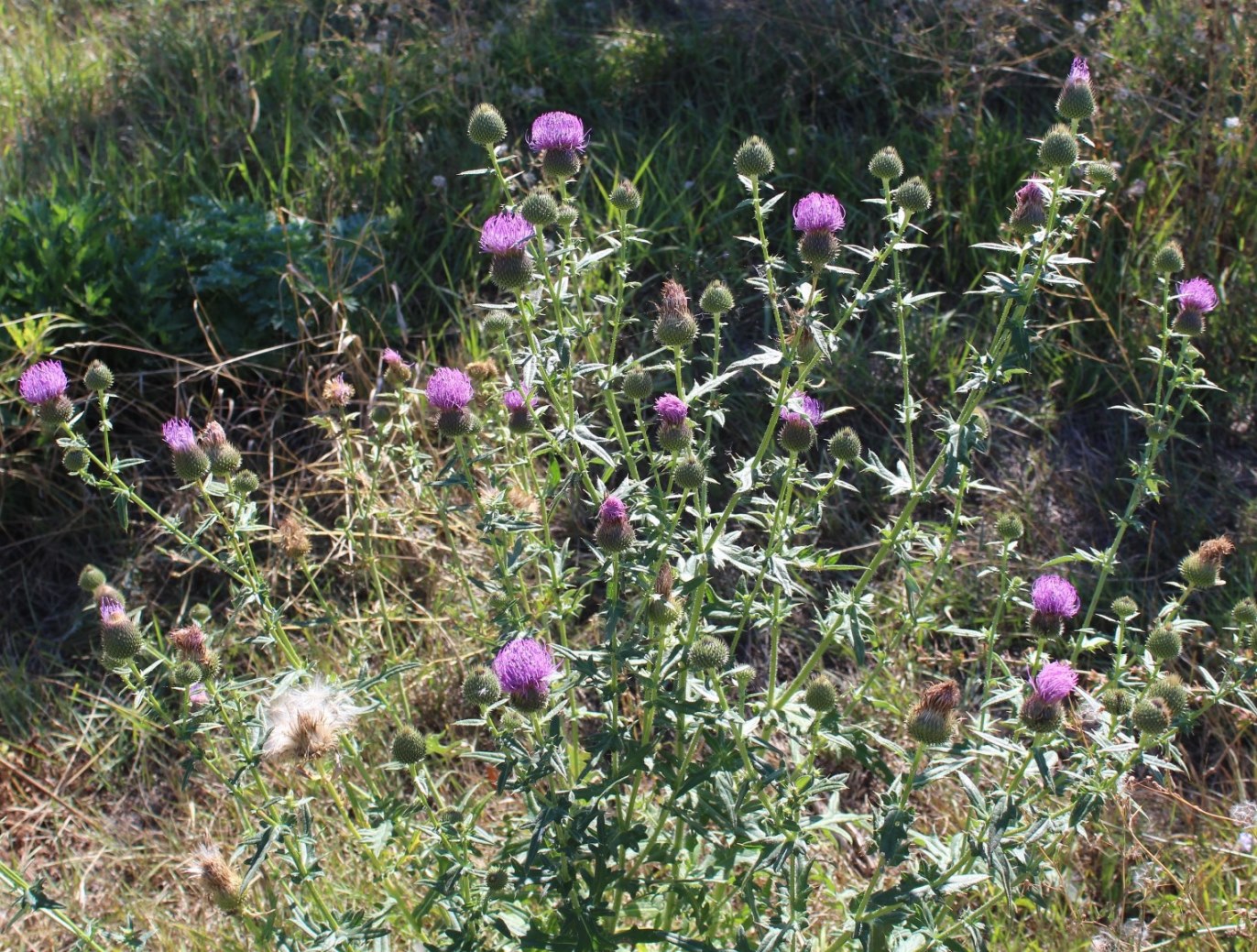 Image of Cirsium ukranicum specimen.