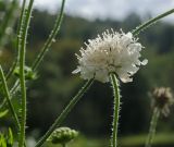 Knautia tatarica. Верхушка цветущего побега с сидящим насекомым. Башкортостан, Белорецкий р-н, Зигазинский сельсовет, долина р. Зилим, разнотравный луг. 30 августа 2020 г.