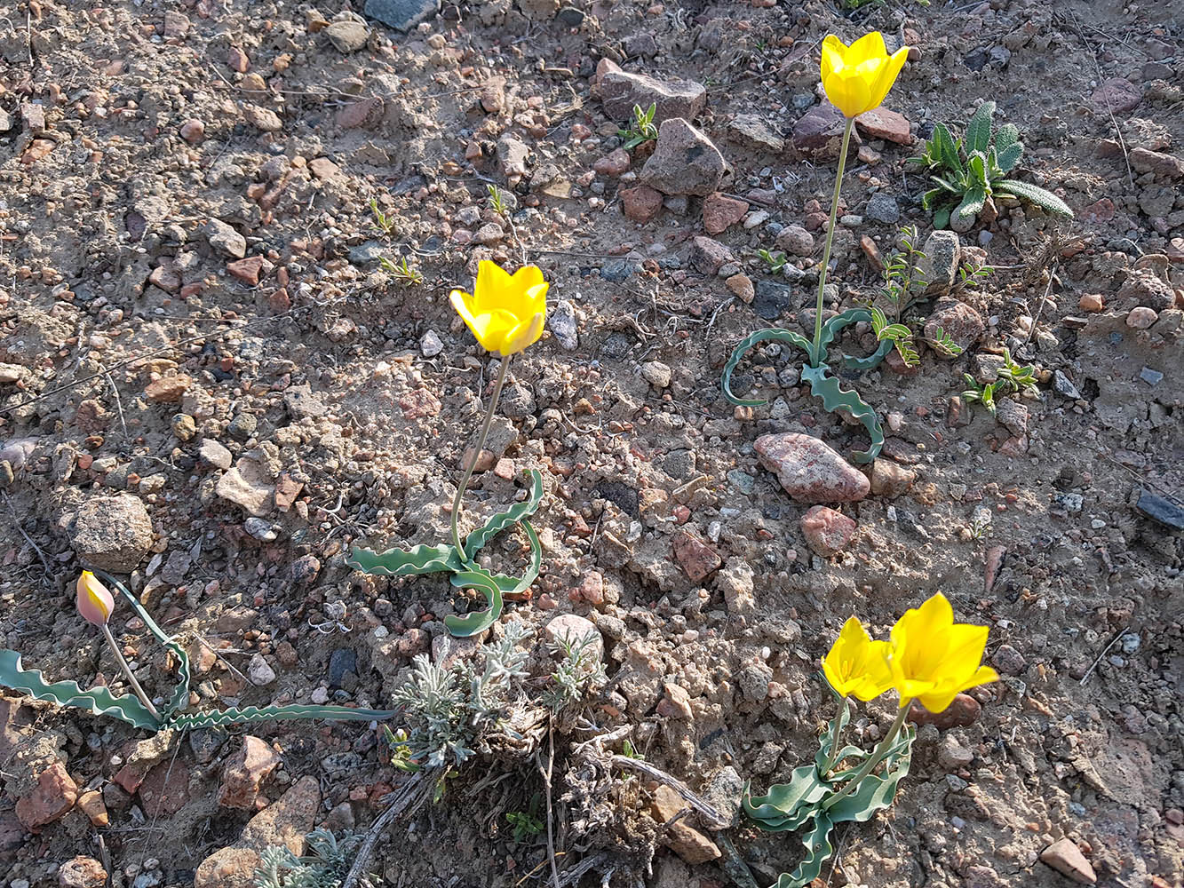 Image of Tulipa scharipovii specimen.