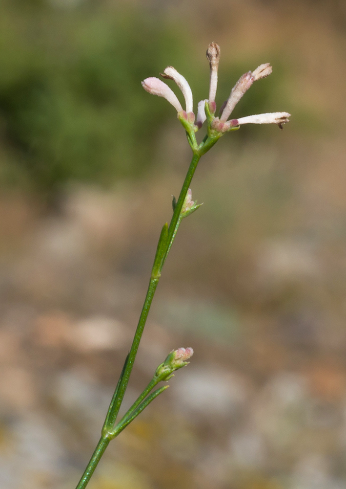 Image of Asperula tenella specimen.