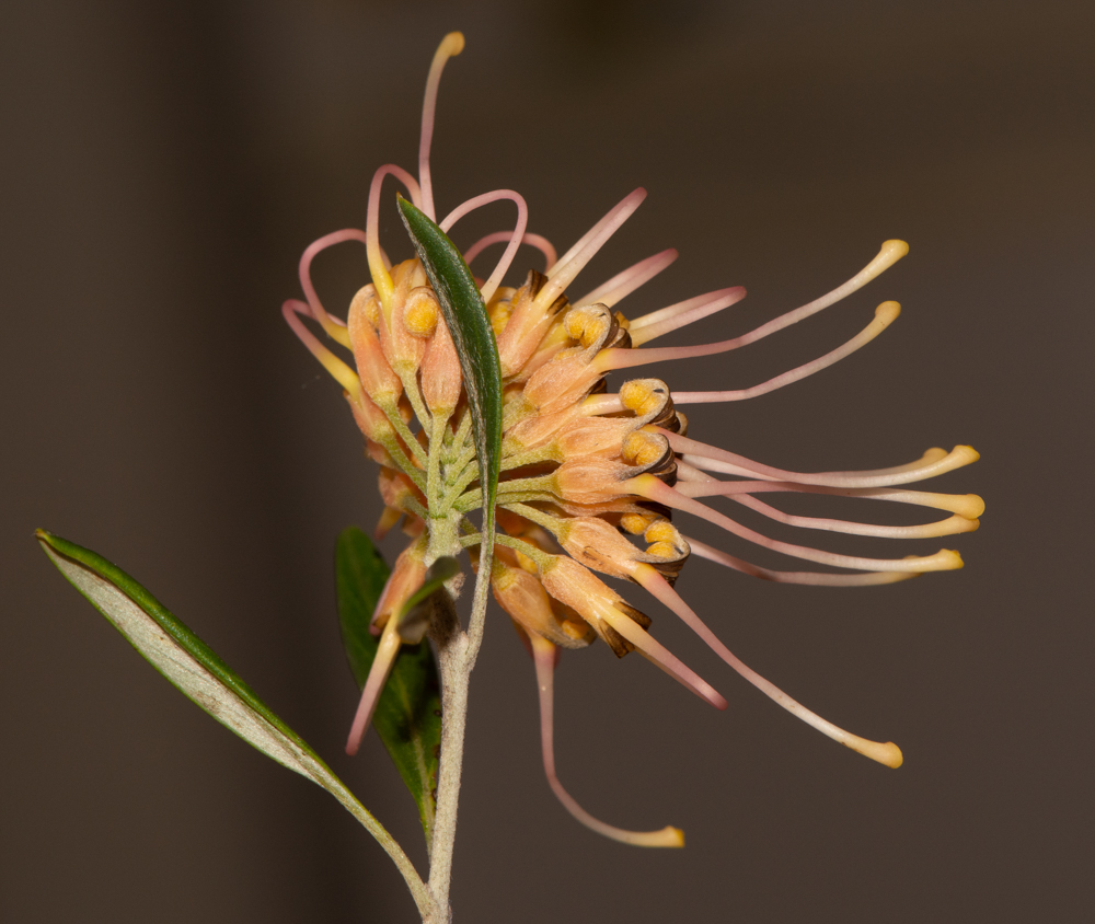 Image of Grevillea olivacea specimen.