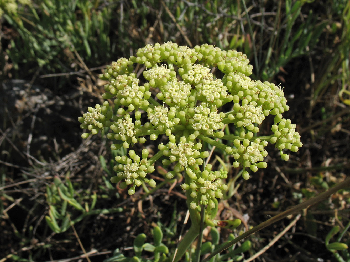 Изображение особи Crithmum maritimum.