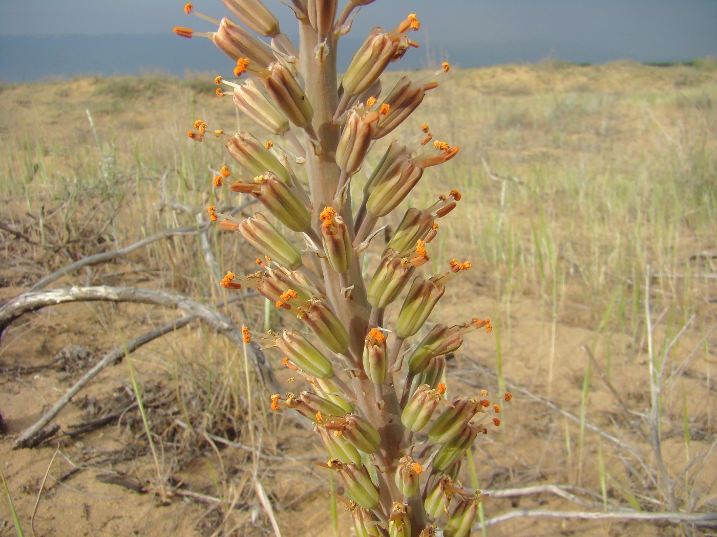 Изображение особи Eremurus inderiensis.