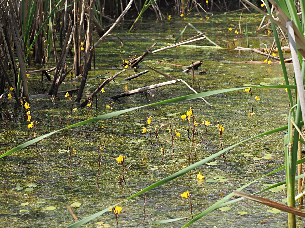 Image of Utricularia vulgaris specimen.