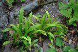 Carex siderosticta