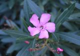 Nerium oleander