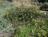 Hardenbergia violacea. Верхушка вегетирующего растения. Израиль, Иудейские горы, г. Иерусалим, ботанический сад университета. 11.01.2022.