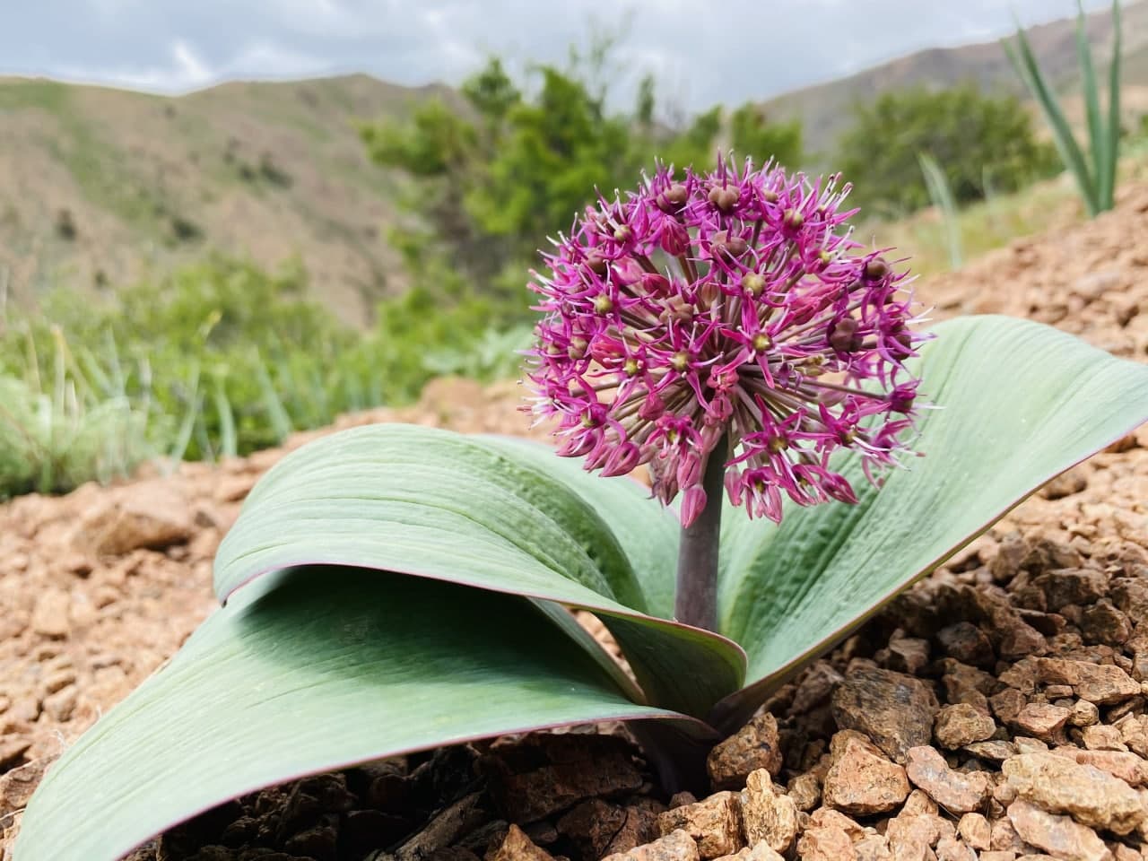 Image of Allium karataviense specimen.