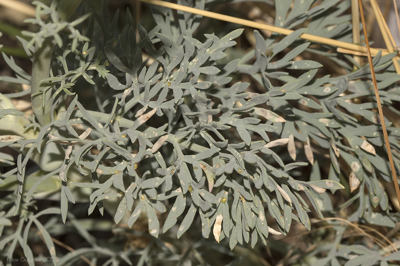 Image of Seseli gummiferum specimen.