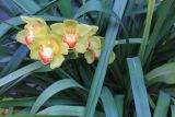 View full-size image genus Cymbidium