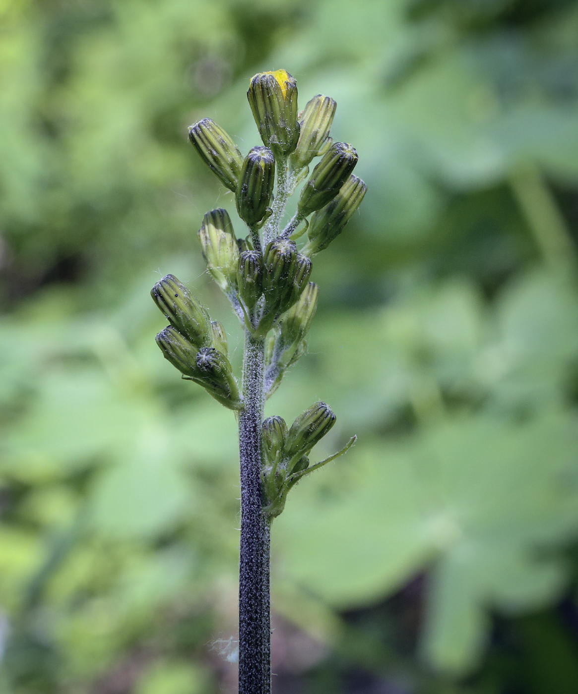 Image of Crepis praemorsa specimen.