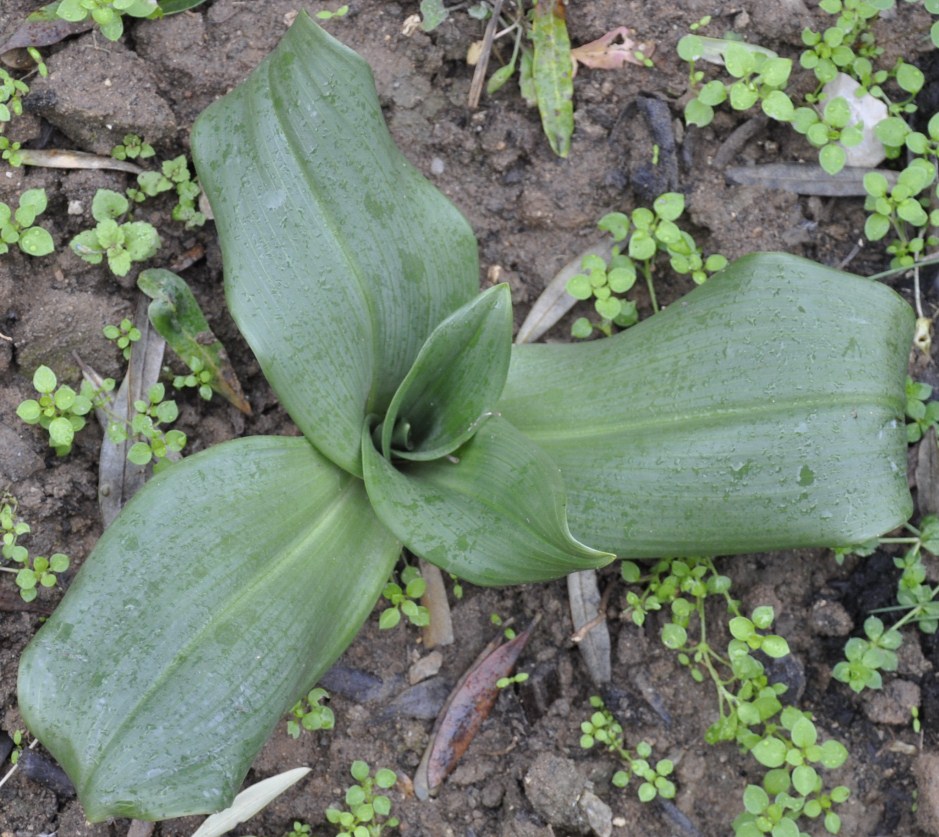 Изображение особи Himantoglossum calcaratum ssp. rumelicum.