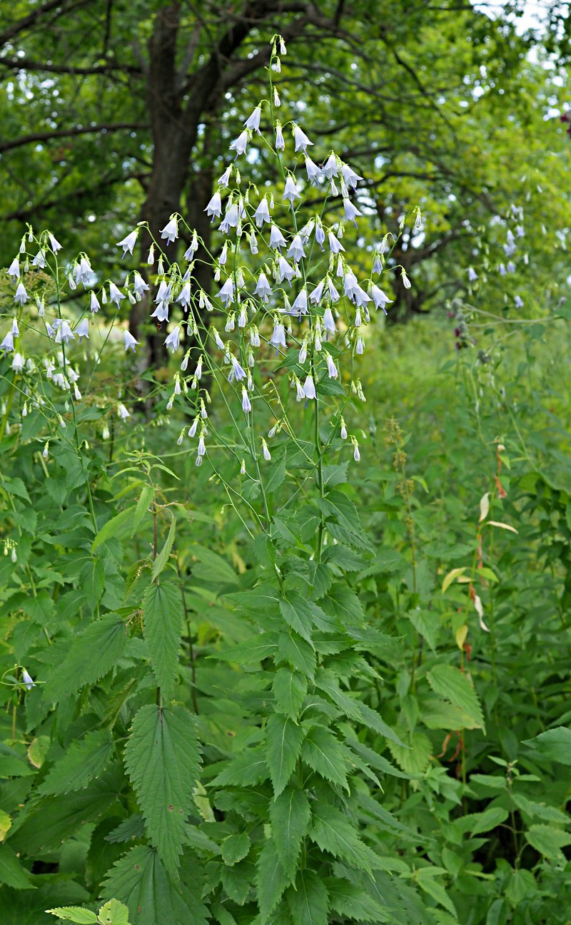 Изображение особи Adenophora liliifolia.