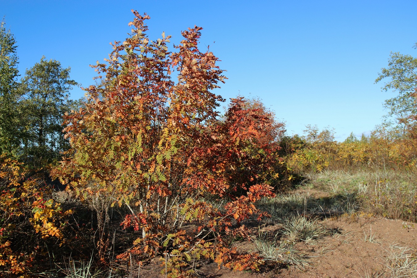 Image of Sorbus aucuparia specimen.