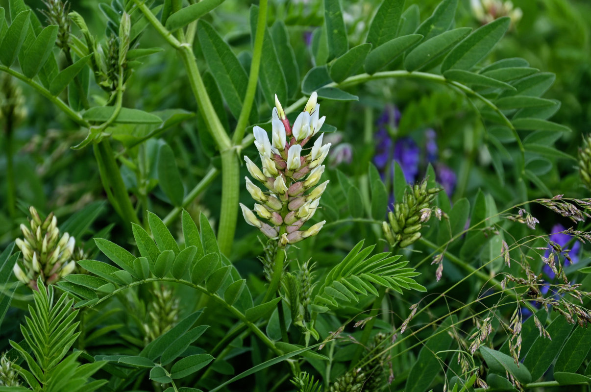 Изображение особи Astragalus cicer.