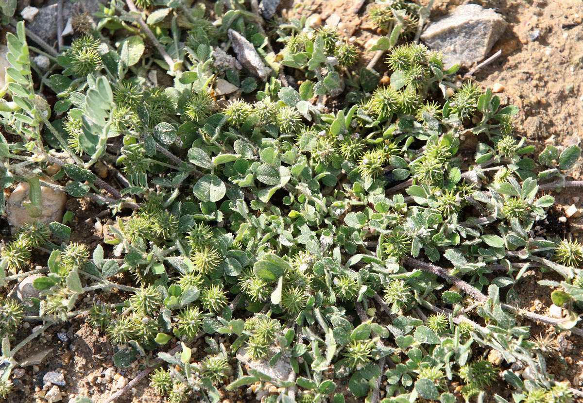 Image of Medicago minima specimen.