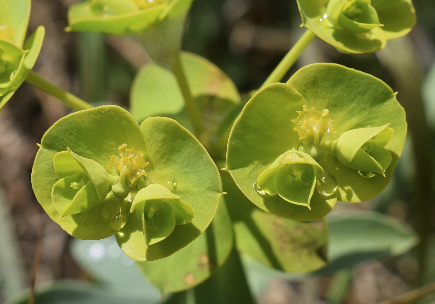 Изображение особи Euphorbia nicaeensis.